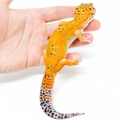 Eublepharis macularius "Hypo tangerine Mandarin" - Gecko léopard