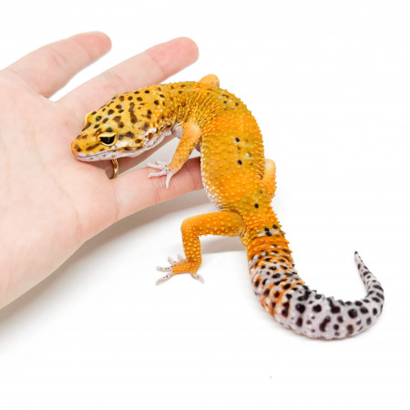 Eublepharis macularius "Hypo tangerine Mandarin" - Gecko léopard