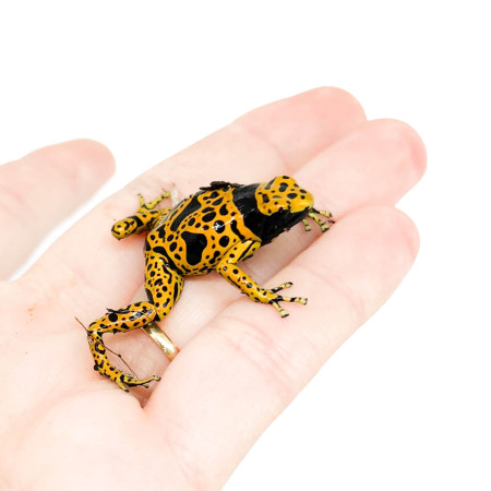 Dendrobates leucomelas "Bolivar" - Grenouille jaguar