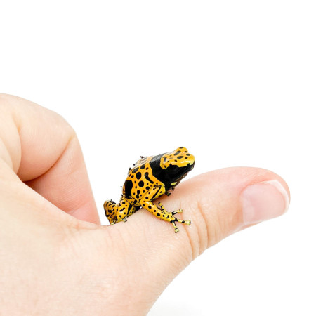 Dendrobates leucomelas "Bolivar" - Grenouille jaguar