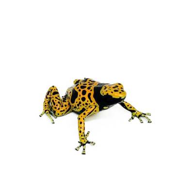 Dendrobates leucomelas "Bolivar" - Grenouille jaguar