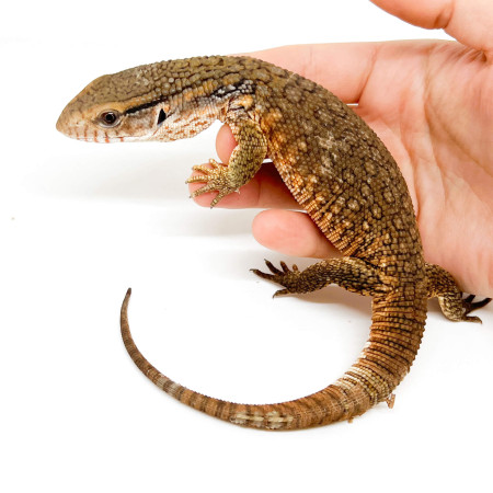 Varanus exanthematicus - Varan des savanes