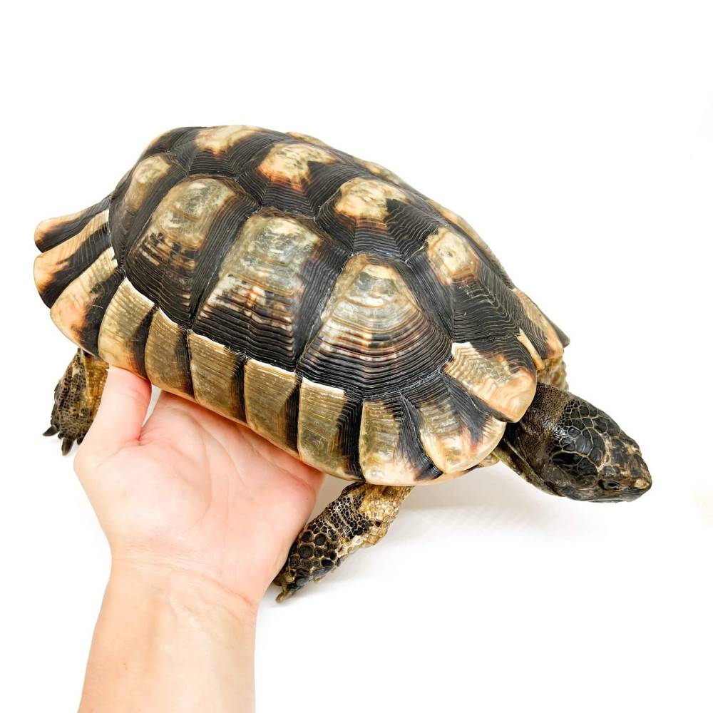 Testudo marginata - Tortue bordée