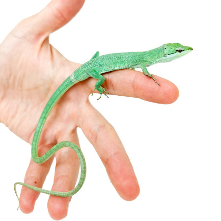 Takydromus dorsalis (LE COUPLE)- Lézard des prairies de Sakishima