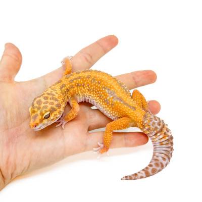 Eublepharis macularius "Bold stripe Tremper" - Gecko léopard