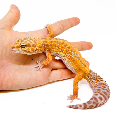 Eublepharis macularius "Bold stripe Tremper" - Gecko léopard