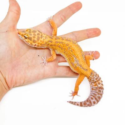 Eublepharis macularius "Bold stripe Tremper" - Gecko léopard