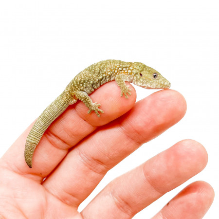 Eurydactylodes occidentalis - Gecko caméléon occidental