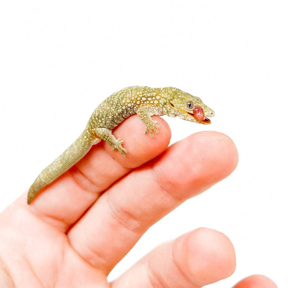 Eurydactylodes occidentalis - Gecko caméléon occidental