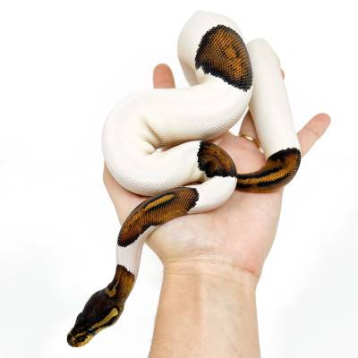 Python regius "Black Pastel Piebald" - Python royal