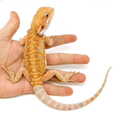 Pogona vitticeps (Juvéniles M)  - Agame barbu