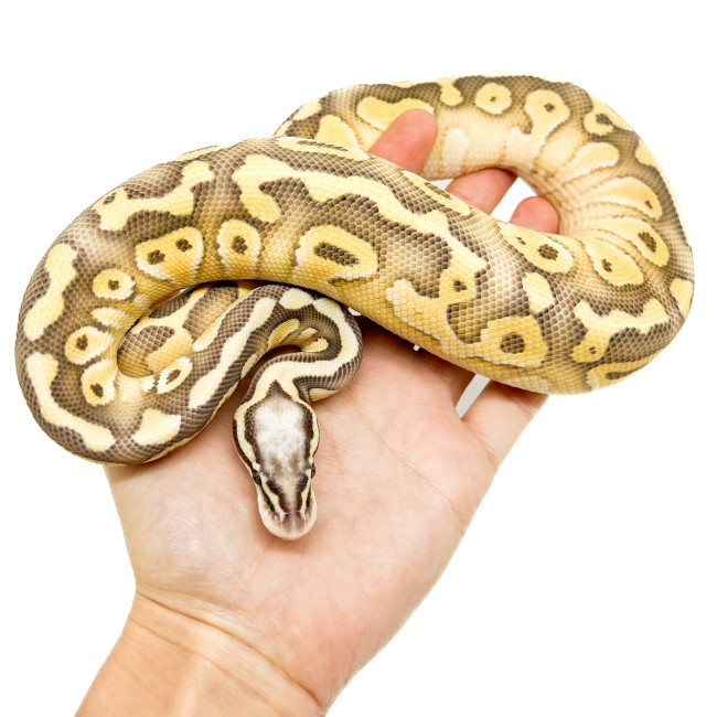 Python regius Pastel Lesser - Python royal