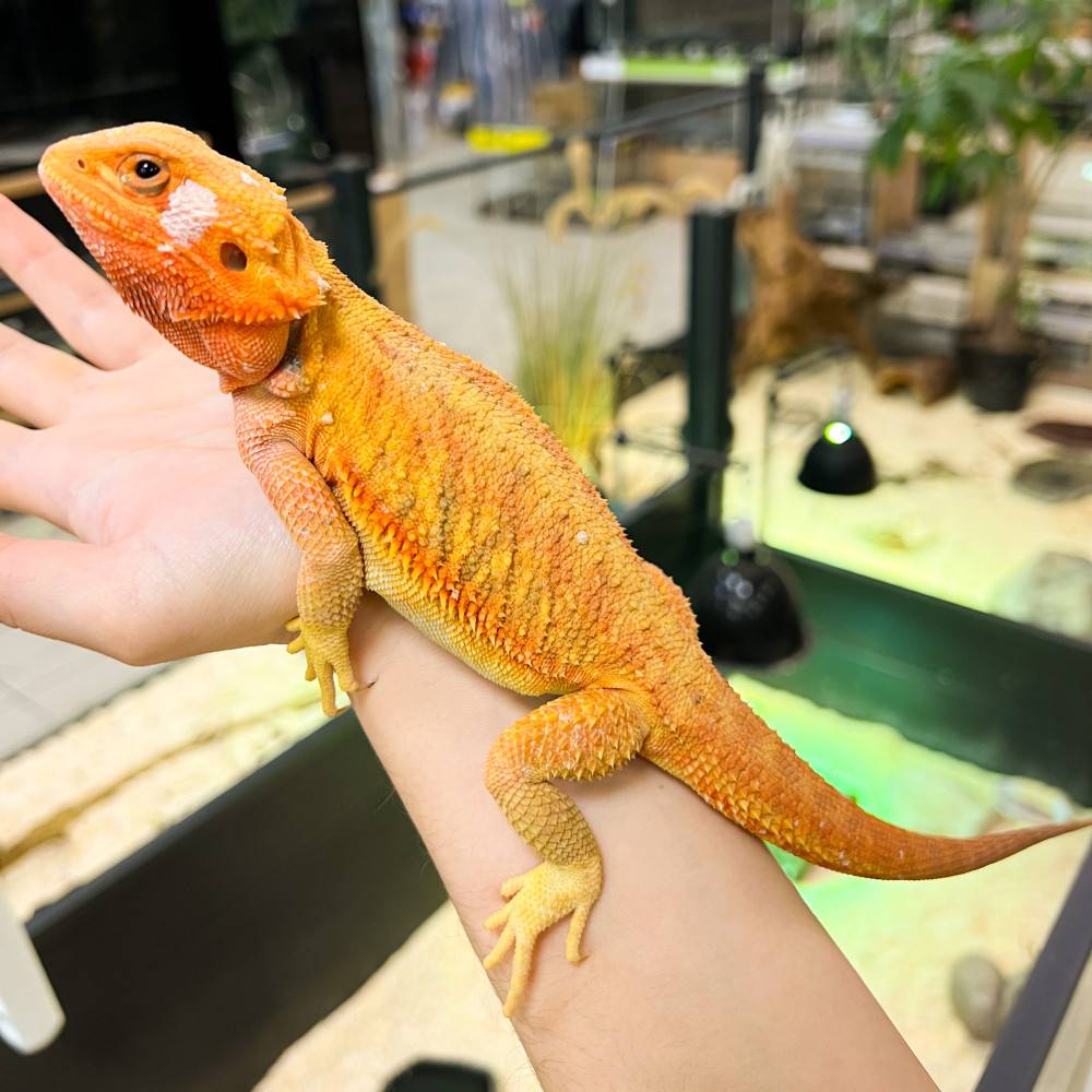 Pogona vitticeps "Extrem Hypo Red Translucent" - Agame barbu