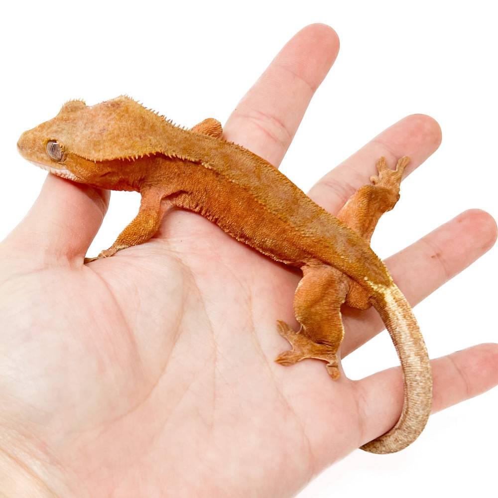 Correlophus ciliatus "Red" - Gecko à crête