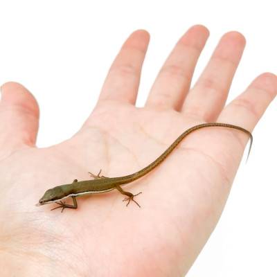 Takydromus smaragdinus (BEBE) - Lézard émeraude à longue queue