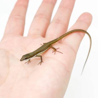 Takydromus smaragdinus (BEBE) - Lézard émeraude à longue queue