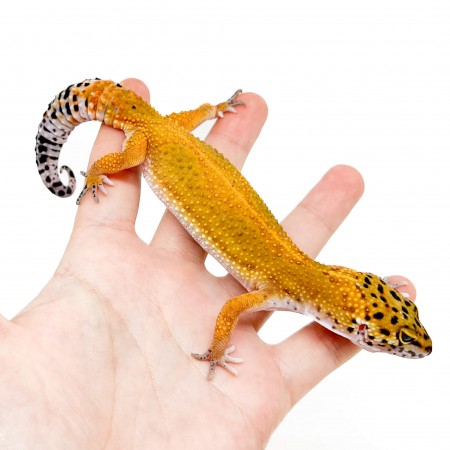 Eublepharis macularius "Super hypo tangerine" - Gecko léopard