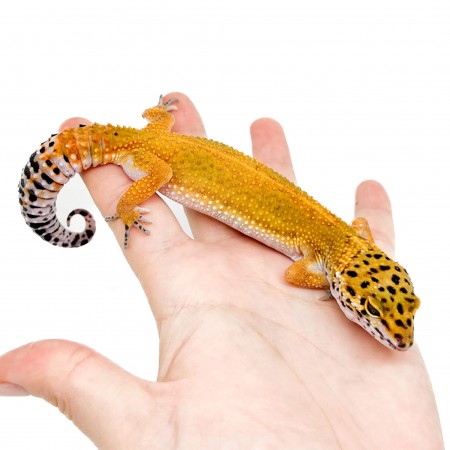 Eublepharis macularius "Super hypo tangerine" - Gecko léopard