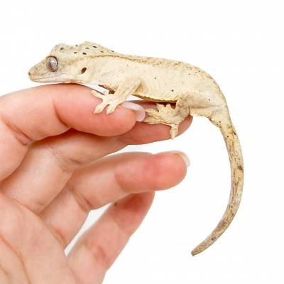 Correlophus ciliatus - Gecko à crête