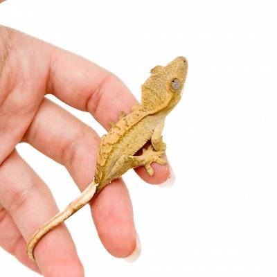 Correlophus ciliatus "Harlequin" Jeune - Gecko à crête
