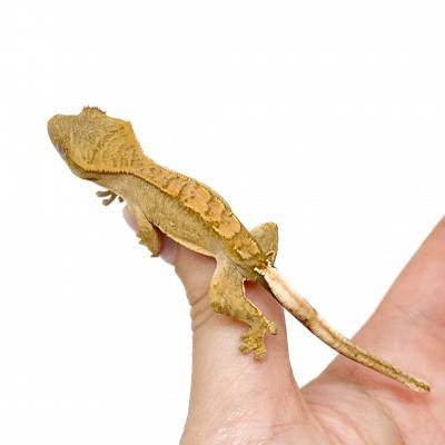 Correlophus ciliatus "Harlequin" Jeune - Gecko à crête