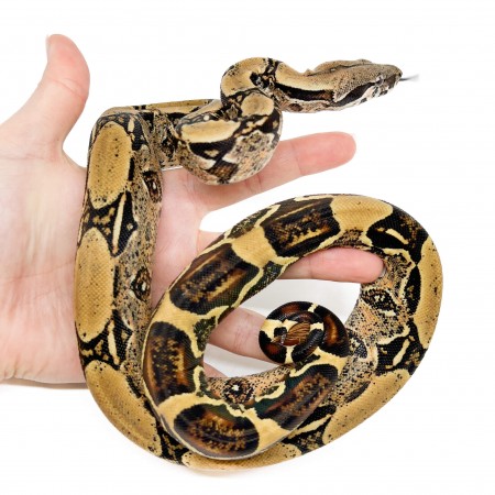 Boa (constrictor) imperator - Boa empereur