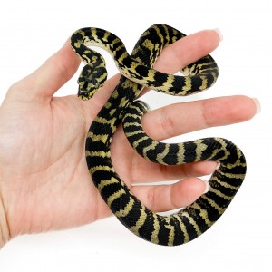 Morelia spilota ssp -...