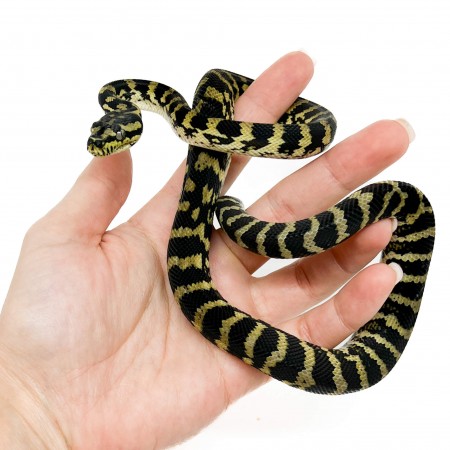 Morelia spilota ssp - Python tapis