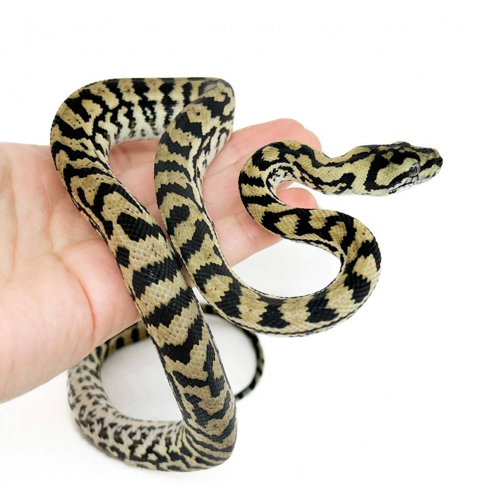 Morelia spilota ssp - Python tapis