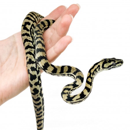 Morelia spilota ssp - Python tapis