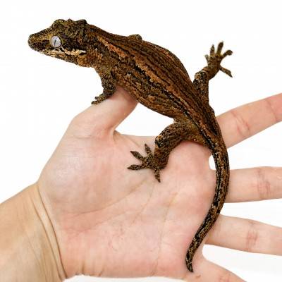 Rhacodactylus auriculatus "Brown Stripe" - Gecko gargouille