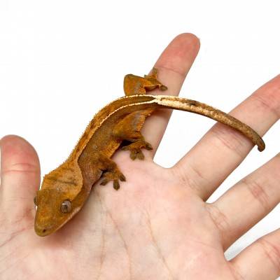 Correlophus ciliatus "Pinstripe" JEUNE - Gecko à crête