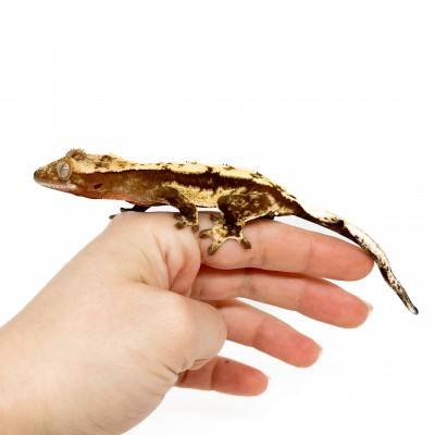 Correlophus ciliatus "Lateral stripe" - Gecko à crête