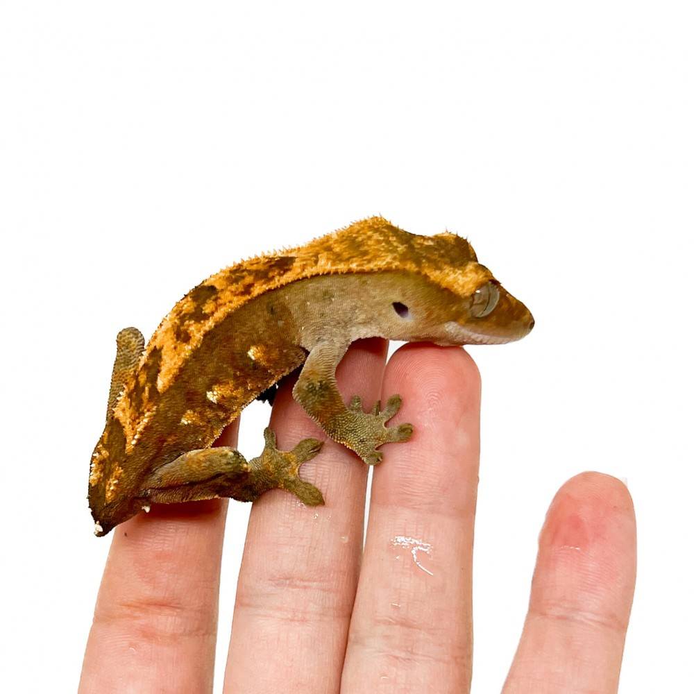 Correlophus ciliatus TAIL LESS "Harlequin" - Gecko à crête