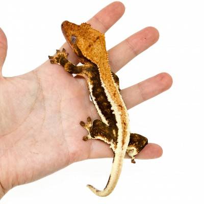 Correlophus ciliatus "Lilly White" (Subadulte) - Gecko à crête