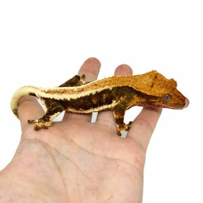 Correlophus ciliatus "Lilly White" (Subadulte) - Gecko à crête