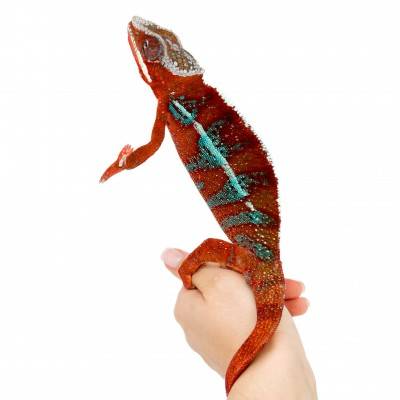 Furcifer pardalis "Ambanja red" - Caméléon panthère