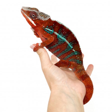 Furcifer pardalis "Ambanja red" - Caméléon panthère