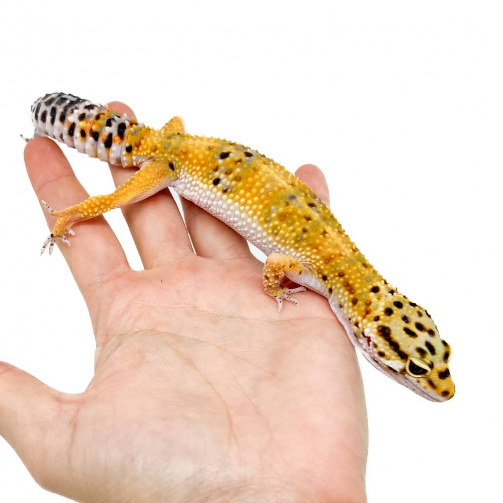 Eublepharis macularius "Hypo tangerine" - Gecko léopard