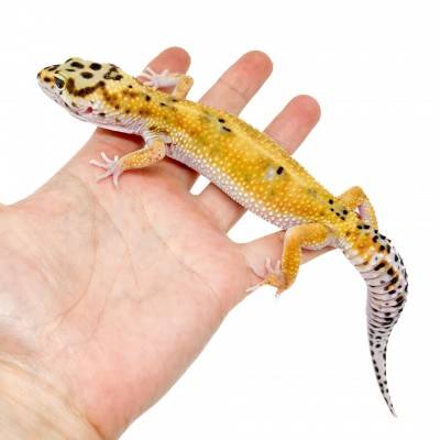 Eublepharis macularius "Hypo tangerine" - Gecko léopard