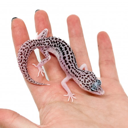 Eublepharis macularius "Total Eclipse" - Gecko léopard