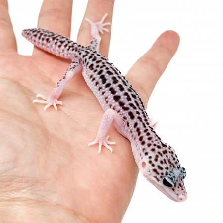 Eublepharis macularius "Total Eclipse" - Gecko léopard