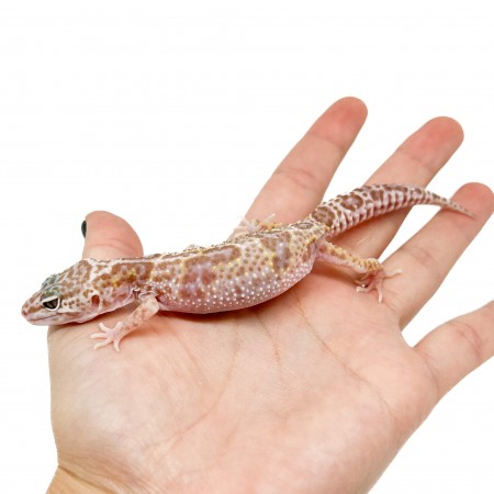 Eublepharis macularius "Snow Tremper" - Gecko léopard