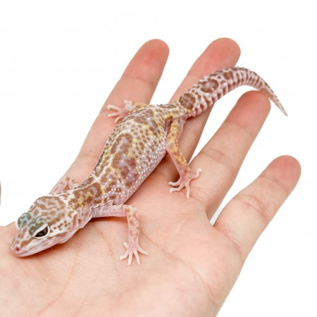 Eublepharis macularius "Snow Tremper" - Gecko léopard