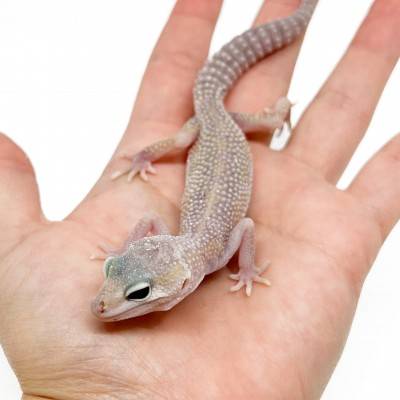 Eublepharis macularius "Murphy Snow" - Gecko léopard