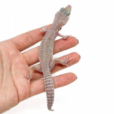 Eublepharis macularius "Murphy Snow" - Gecko léopard