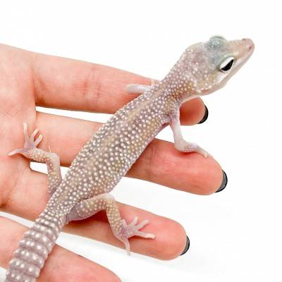 Eublepharis macularius "Murphy Snow" - Gecko léopard