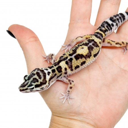 Eublepharis macularius "Snow" - Gecko léopard