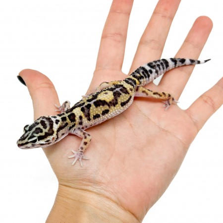 Eublepharis macularius "Snow" - Gecko léopard