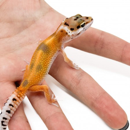 Eublepharis macularius "Tangerine" - Gecko léopard